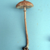 Macrolepiota procera 'Parasol Mushroom'